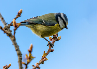 Obraz premium Blue Tit (Cyanistes caeruleus) - Found throughout Europe and parts of Asia