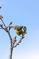 Blue Tit (Cyanistes caeruleus) - Found throughout Europe and parts of Asia