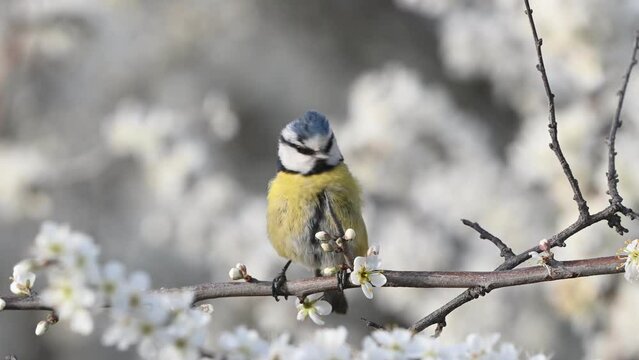 Blue tit on a branch with blossoms in spring. Close up. The bird cleans its feathers and looks around. Cyanistes caeruleus.