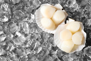 Fresh raw scallops with shells on ice cubes, top view. Space for text