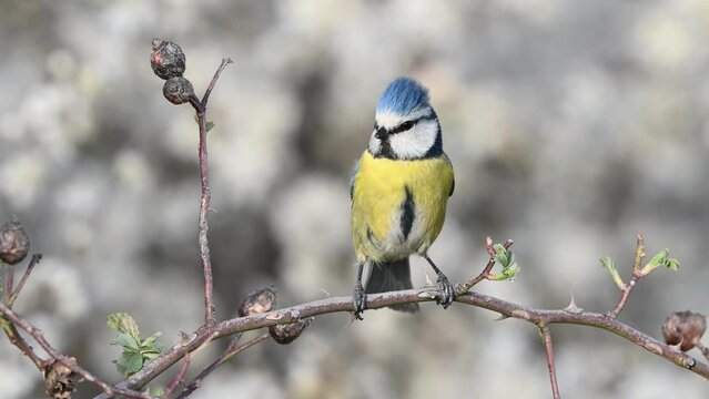 Blue tit on a branch with blossoms in spring. Bird blue tit Cyanistes caeruleus in the wild. Close up. A singing bird.