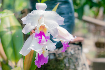 ORCHID (Cattleya labiata) in close-up