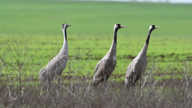 Three common crane Grus grus couple walks in the meadow.