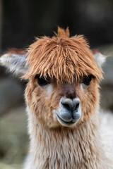 Fototapeta premium close up of a alpaca
