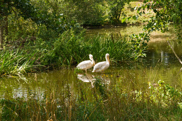 Two Birds Swimming in Water