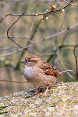 sparrow on a branch