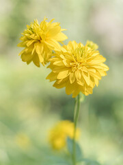 yellow flowers in the garden