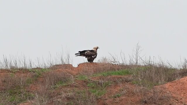 Eastern imperial eagle Aquila heliaca. Wildlife animals. Slow motion. The bird looks around and flies away. Close up.