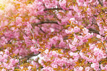 Cherry blossoms in the park. Selective focus during spring blossoms Sakura