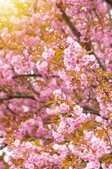 Tree with pink Cherry flowers. Selective focus during spring blossoms Sakura