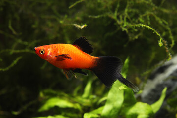 Female Red pintail platy (Xiphophorus maculatus) in tropical aquarium