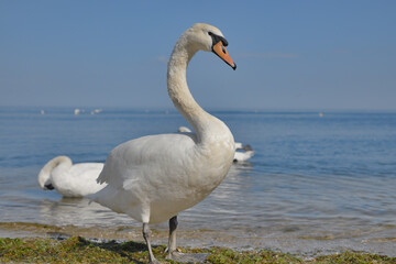 The white swan come out of the water and stands on the seashore