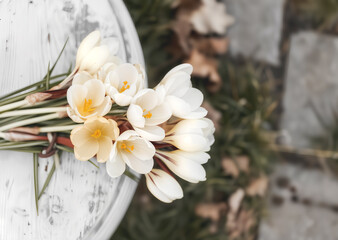Soft Crocus Blossoms Gathered on a Rustic White Table Amidst a Tranquil Garden