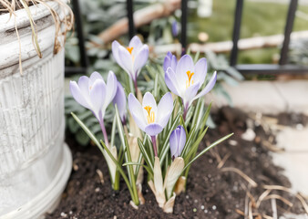 Lavender Crocuses Unfurl Delicate Petals in a Peaceful Garden Rebirth - 774402487