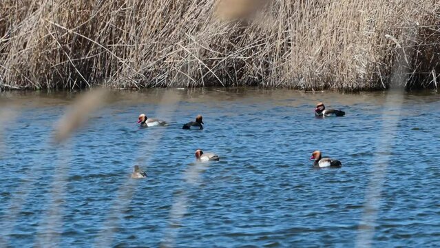 The red-crested pochard Netta rufina . Birds swim and dive on the lake. Slow motion.