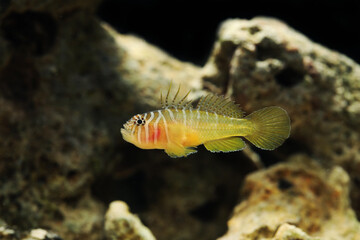 Red head or Half-barred Goby (Priolepis semidoliata) 	