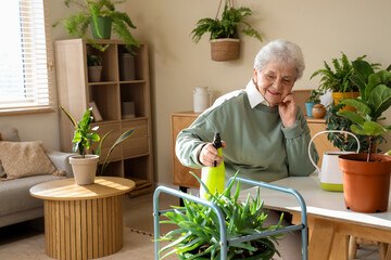 Senior gardener watering aloe at home - 774403489