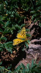 Close up of a colorful butterfly, in a tree