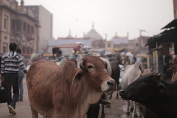 Cows New Delhi India Streets Urban Traffic Bovine Hinduism Sacred Animals Cityscape Religion...