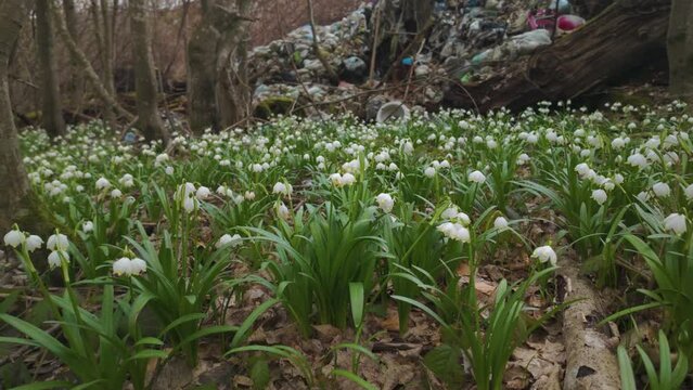 heaps of garbage slide into the forest, onto a delicate fragrant field of spring flowers, snowdrops, primroses, white flowers. Very rude, uncultured, uncivilized