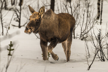 Safari avec orignal dans la neige en Laponie en Suède