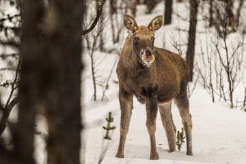 Safari avec orignal dans la neige en Laponie en Suède