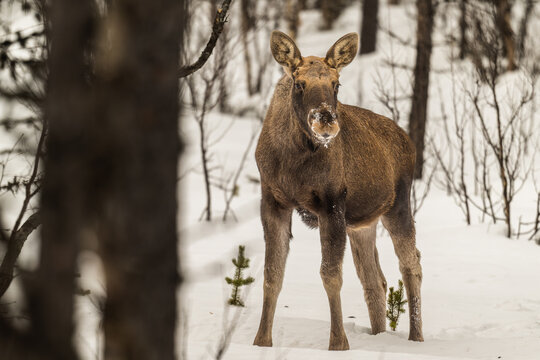 Safari avec orignal dans la neige en Laponie en Su&egrave;de
