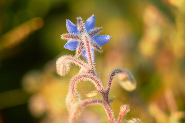 Blue Borage flowers (Borago officinalis)
