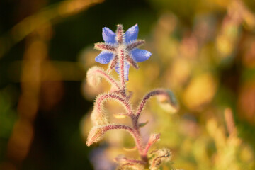 Blue Borage flowers (Borago officinalis)
