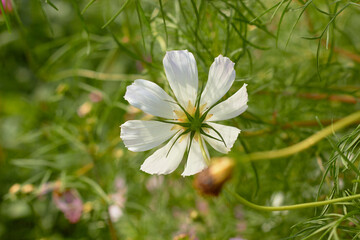 Cosmos flower (Cosmos Bipinnatus). Meadow summer flowers. Beautiful summer background.
