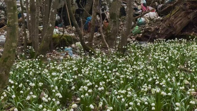 heaps of garbage slide into the forest, onto a delicate fragrant field of spring flowers, snowdrops, primroses, white flowers. Very rude, uncultured, uncivilized