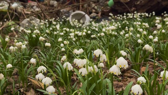 heaps of garbage slide into the forest, onto a delicate fragrant field of spring flowers, snowdrops, primroses, white flowers. Very rude, uncultured, uncivilized
