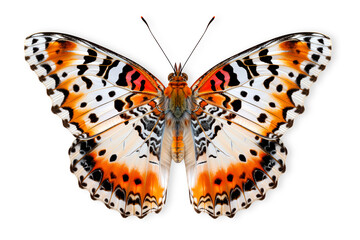 Beautiful Real Cethosia Hypsea malay Lacewing butterfly isolated on a white background with clipping path