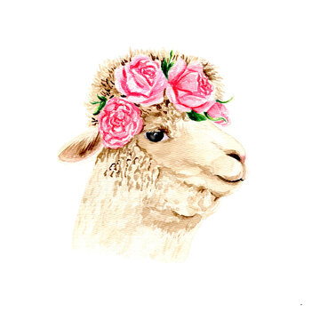 Fluffy beige llama in a wreath of pink roses, character drawn in watercolor on a white background for cards, posters, clothes, patterns