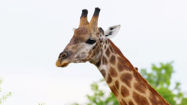 Close up of head of a Northern giraffe standing at Chobe National Park, Botswana, South Africa 