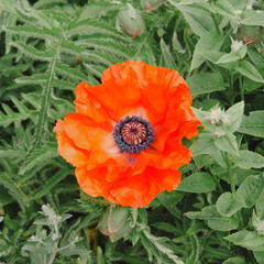 orange poppy flower