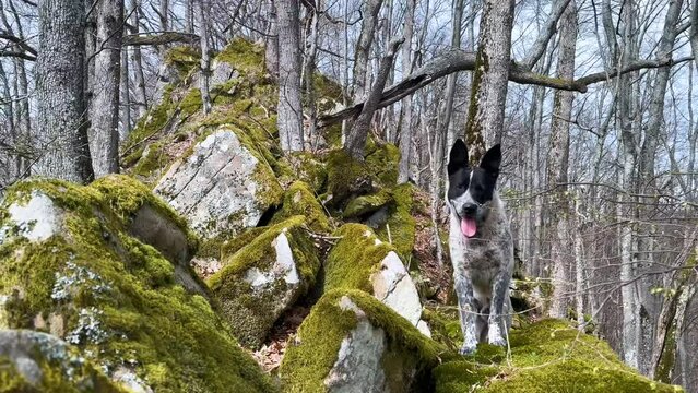 rocks on top of a mountain covered with green moho, oak trees grow, a dog walks in the fresh air in the Carpathian mountains
