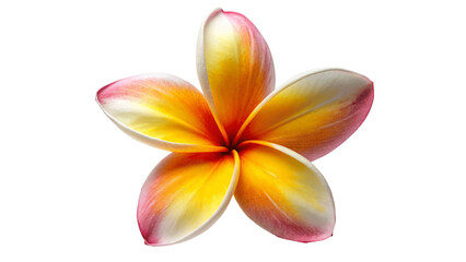 A fresh frangipani-flower isolated on Transparent background.
