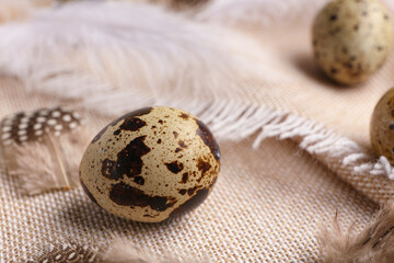 Fresh quail eggs and feathers on napkin, closeup