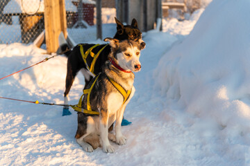 Chiens de traîneau sous la neige en Laponie en Suède