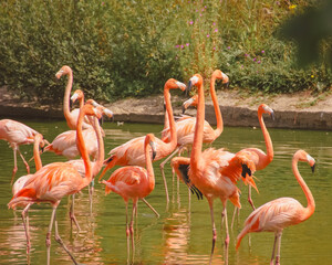 flamingos in the zoo