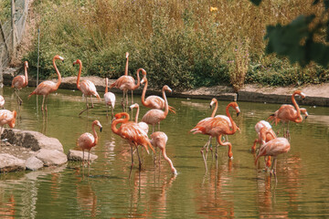 flamingos in the water