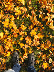 Golden maples leaves on grass in autumn. There are two boots of a person standing near by. - 774418612