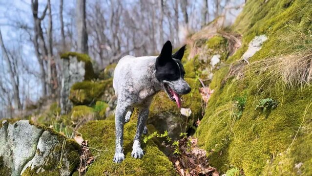 rocks on top of a mountain covered with green moho, oak trees grow, a dog walks in the fresh air in the Carpathian mountains