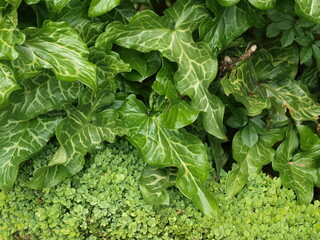greeen leaves pattern, macro