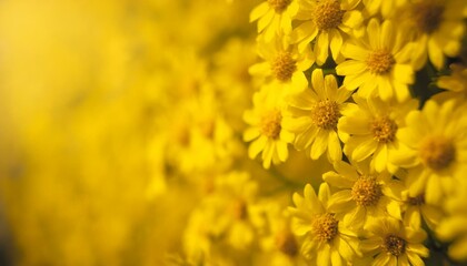 Lemonade Dreams: Wall of Sunny Yellow Blooms