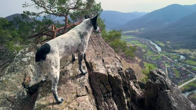 rocks on top of a mountain covered with green moho, oak trees grow, a dog walks in the fresh air in the Carpathian mountains