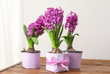 Pink hyacinths in pots on wooden table near light wall