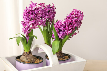 Basket with pink hyacinths on wooden table near light wall