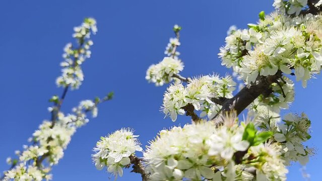 Fruit trees blooming in spring